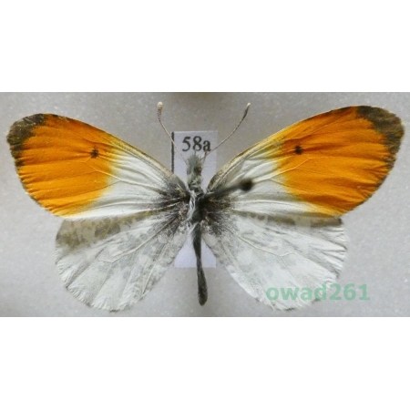 Anthocharis cardamines (Linnaeus, 1758) male Czech58a